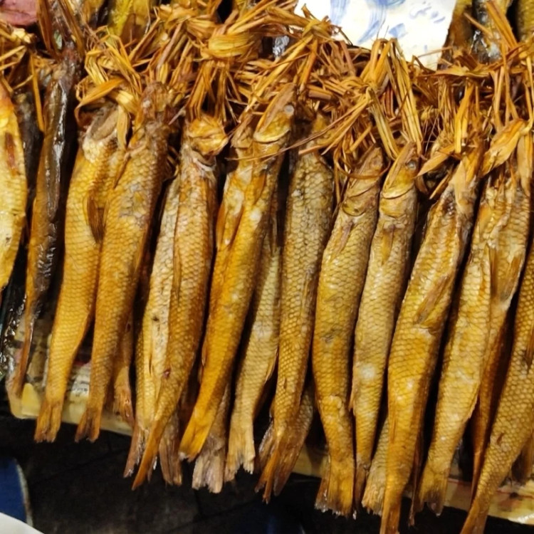 تعداد عمده ماهی کفال دودی در رشت