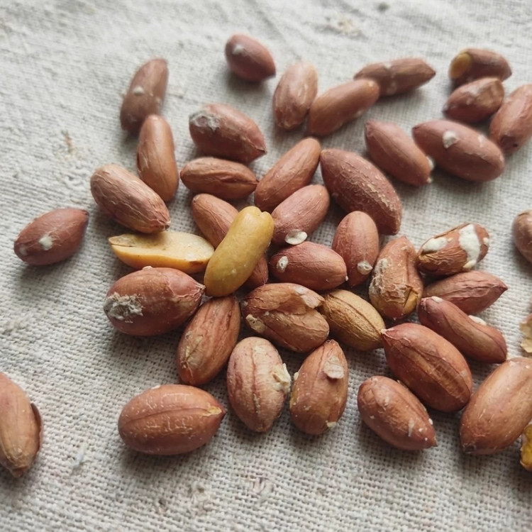 بادام زمینی آستانه اشرفیه متوسط تازه 500 گرمی ( تازه پخت)