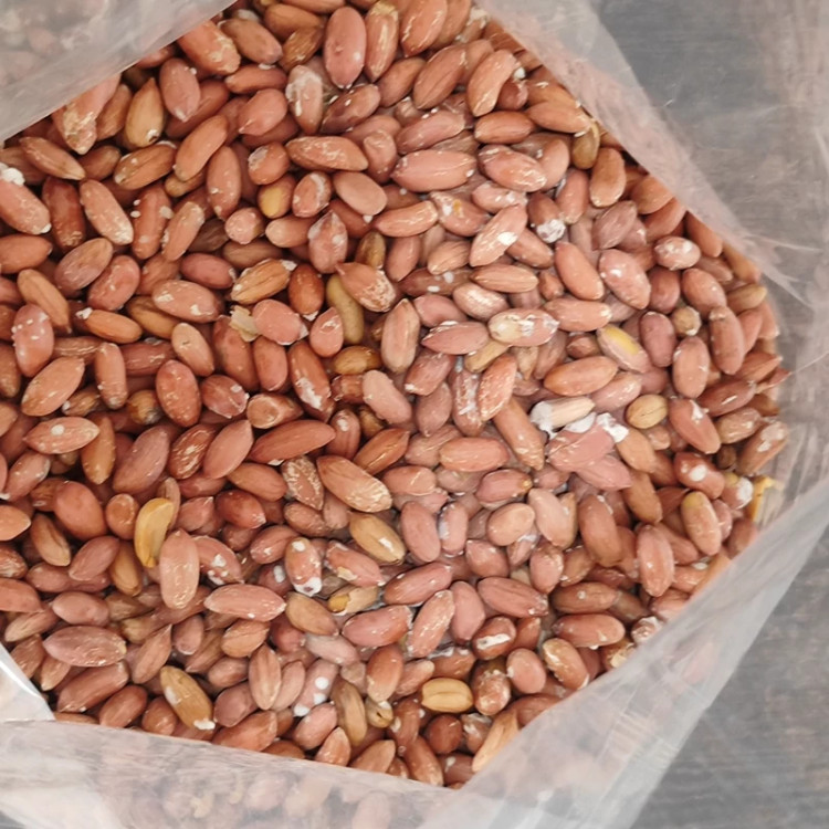 بادام زمینی آستانه اشرفیه متوسط تازه 500 گرمی ( تازه پخت)